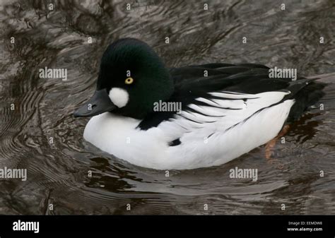 Telkänpoikanen kuoriutuu. Common goldeneye (Bucephala。